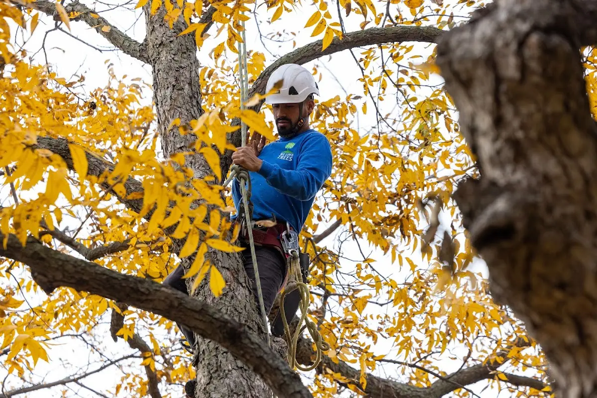 Skilled Emergency Tree Service crew working in Hinsdale